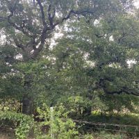 Land for Sale in Central Texas images 2