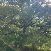 Land for Sale in Central Texas images 3