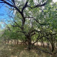 Land for Sale in Central Texas images 5