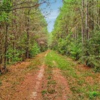 685 Acres Leaf Riverfront Land for Sale Covington Co. MS images 5