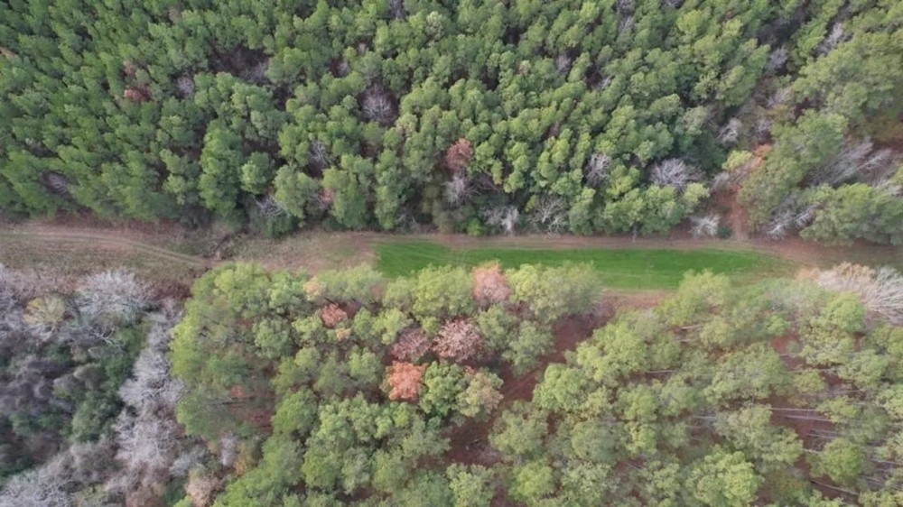 Hunting Land for Sale in Amite County featured image