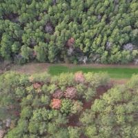 Hunting Land for Sale in Amite County