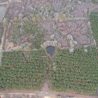 Hunting Land for Sale in Amite County images 4
