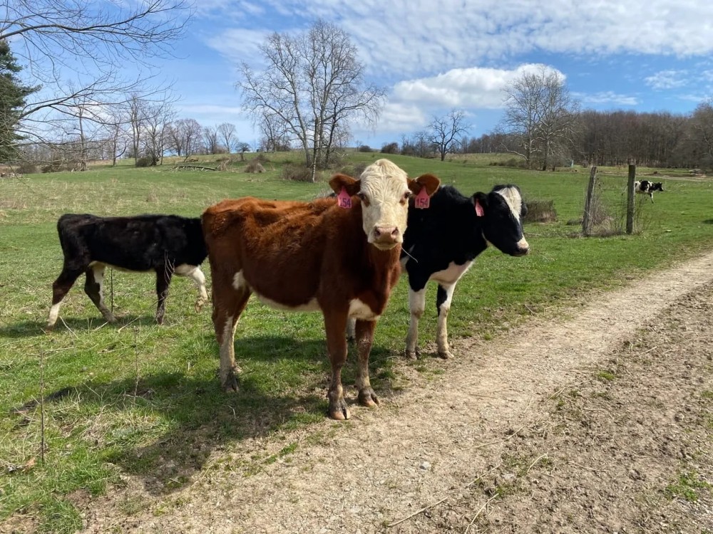 Pleasant View Farm featured image