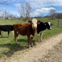 Pleasant View Farm