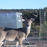Openings for 2026, 13,000 acre family lease.&nbsp; All blinds and feeders provided.