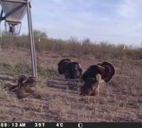 Spring Turkey Lease Only for 2024 Season &nbsp;  20 minutes from Ozona Texas in Crockett County