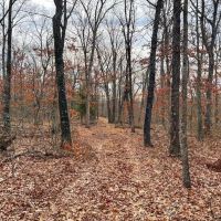 Smaller Timbered Tract With Proven Hunting Near Truman Lake In W. Central MO