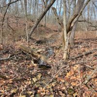 Smaller Timbered Tract With Proven Hunting Near Truman Lake In W. Central MO images 3