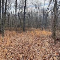 Smaller Timbered Tract With Proven Hunting Near Truman Lake In W. Central MO images 4