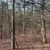 160 acre Hunting Recreation Timber Land images 2