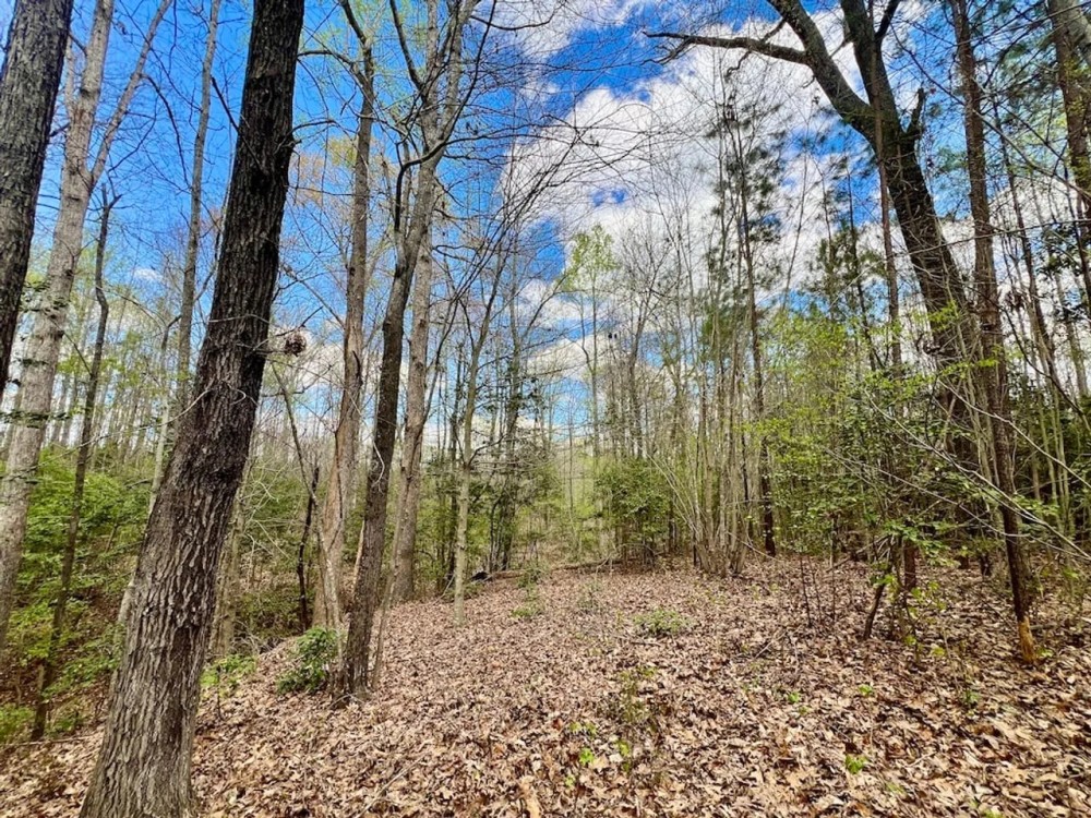 19 acres of Residential and Timberland Land For Sale in Warren County NC featured image