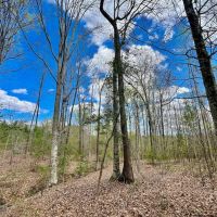 19 acres of Residential and Timberland Land For Sale in Warren County NC images 4