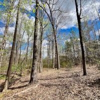 19 acres of Residential and Timberland Land For Sale in Warren County NC images 5