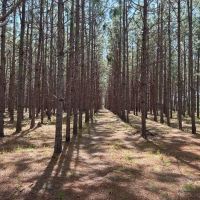 Old Happy Farm - Tract 2
