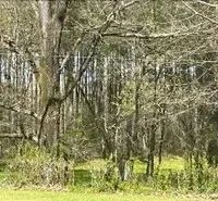 27.78 Acres with a Home in Claiborne County at 13137 Old Port Gibson Road in Utica MS images 4
