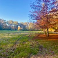 16 Private Acres Nestled in the Mississippi Woods images 2