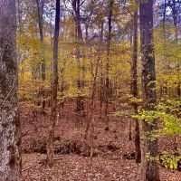 16 Private Acres Nestled in the Mississippi Woods images 3
