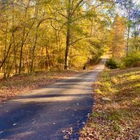 16 Private Acres Nestled in the Mississippi Woods images 4