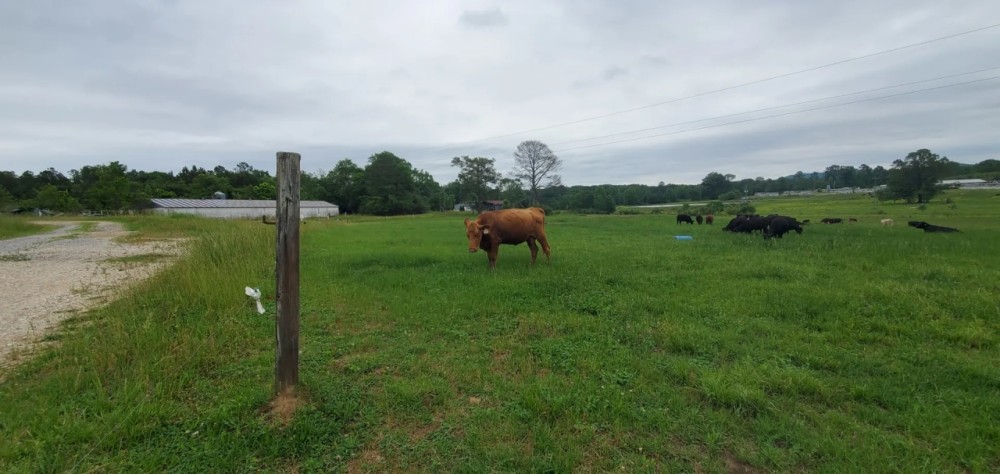 The Waide Farm Pasture amp Creek featured image