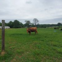 The Waide Farm Pasture amp Creek