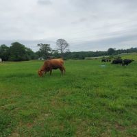 The Waide Farm Pasture amp Creek images 2