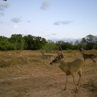 Texas Hunting Recreational Property images 2