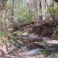 13 Acres 9E Trinity Forest IX images 3