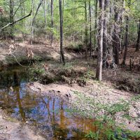 13 Acres 9E Trinity Forest IX images 4