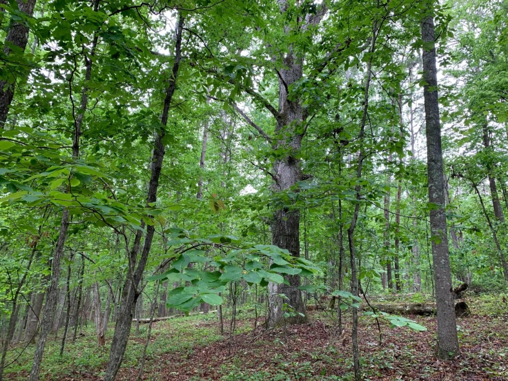 28.23 Private Wooded Acres featured image