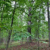 28.23 Private Wooded Acres