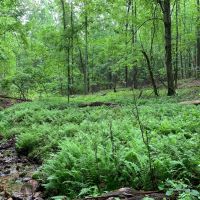 28.23 Private Wooded Acres images 3