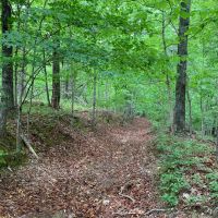 28.23 Private Wooded Acres images 4