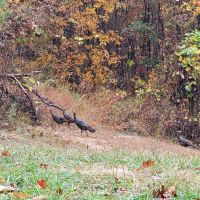 28.23 Private Wooded Acres images 5