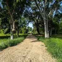 -53 acres CR 223 Weimar TX Colorado County images 5