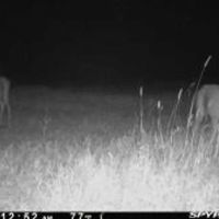 Hunting Land For Sale in Franklin Parish LA 540 Acres images 5