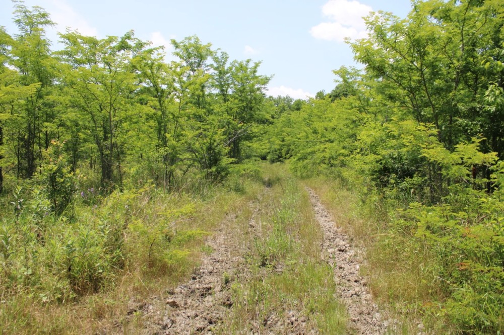 Recreational Development Land For Sale NE TX featured image