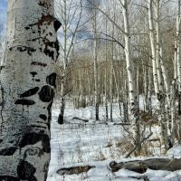 Bearslide Ranch images 4