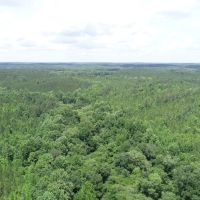 Large Timberland Property in West Heard County images 3