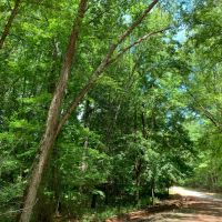 Large Timberland Property in West Heard County images 4