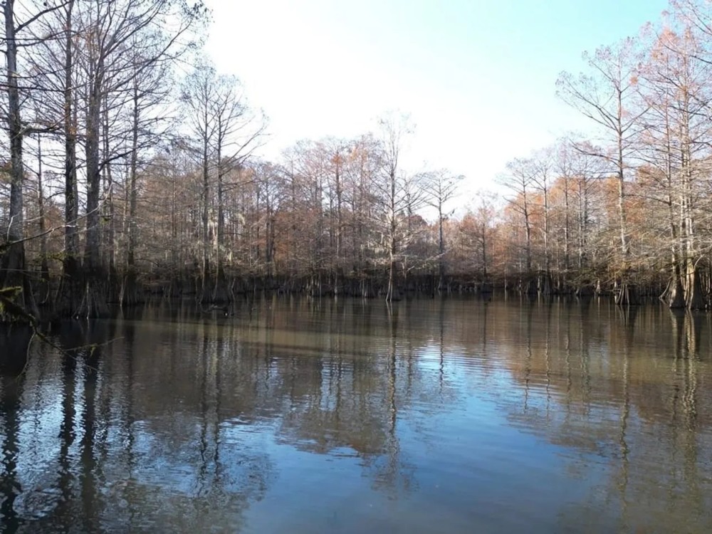 Hunting Recreational Land for Sale on the Pearl River featured image