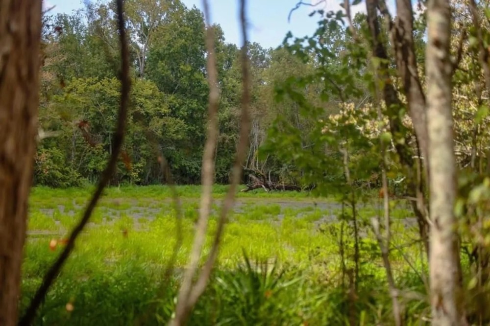 Hunting Land for Sale Just Outside of Baton Rouge featured image
