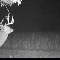 Grundy Whitetails 81 images 3