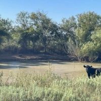 ON HOLD 138.48 - Acres Eastland County images 2