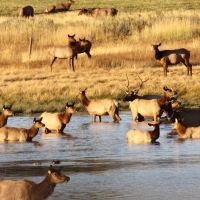 Little Camas Ranch