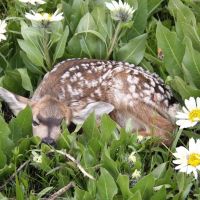 Little Camas Ranch images 2