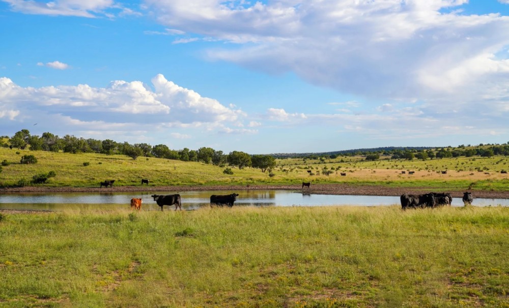 100 Ranch featured image