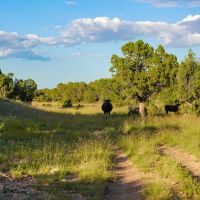 100 Ranch images 3