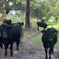 Secluded 240-Acre Cattle Farm in NE Holmes County FL with Creek Hunting Opportunities Nearby Amenities images 2