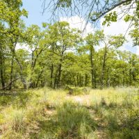 10.01 Acres in Milam County images 3